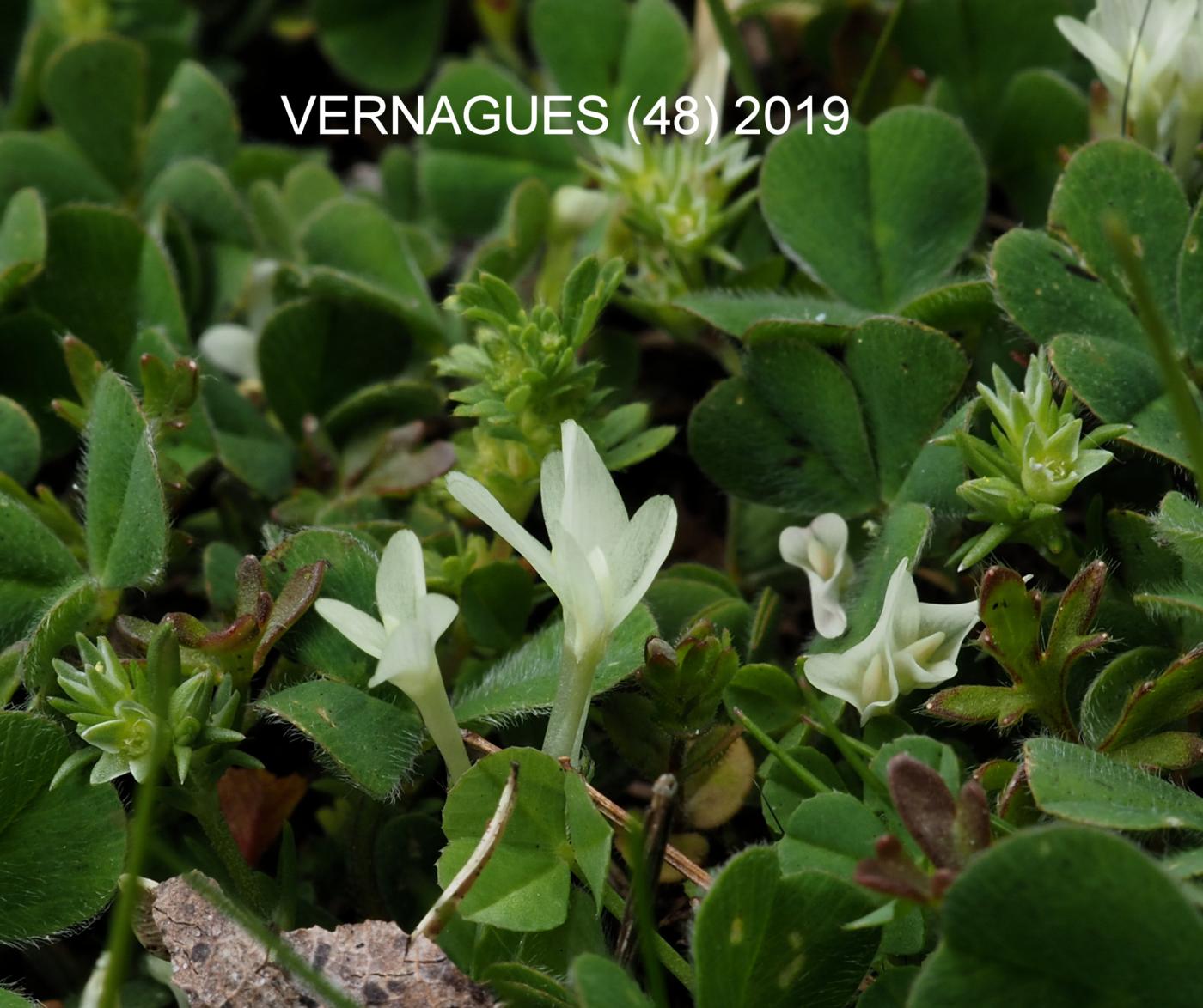 Clover, Subterranean plant